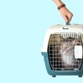 猫を『動物病院』に連れて行く時に！絶対守りたいマナー５選