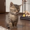 子猫『大きくなったら横になって寝るようになる』と思ったら…約1年後→まさ…