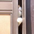 猫が『留守番』しているのに外出中のトラブルで帰れない！愛猫の安全を守…