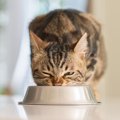 ちょっと心配…。猫が常にご飯を欲しがる理由