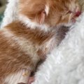 『本当に猫……？』小さすぎて何の生き物かわからなかった子を拾って２…
