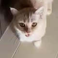 目の前でゴロンと転がろうとした猫→次の瞬間…まさかの展開と可愛すぎる表…