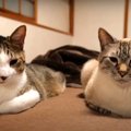 就寝中に猫語翻訳アプリを使ってみたら愛が溢れすぎてて胸きゅん♡