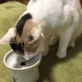 珍しいおやつに挑戦！猫ちゃんの反応は？