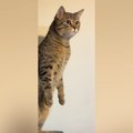 突然『ぬーーーーっと立ち上がった』かと思ったら…ネコが見せた『まさ…