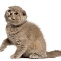 【獣医師監修】フォールデックスの平均寿命は何年？寿命データや長生きの…