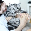 猫の歯にトラブルを招く『歯磨きの方法』3つ　逆効果になる理由や正しいケ…