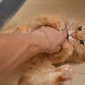 猫と『手で遊ぶ』のは危険？5つのリスク