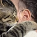 ママが赤ちゃんを抱っこしていると、『2匹の猫』が…涙が出るほど『尊…