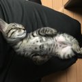 猫が人間に誤解されている５つのこと