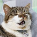 猫も『アレルギー』を起こすことがある！特に多い3大アレルゲンを解説