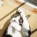 猫がストレスを感じた時に起こる体の変化３つ