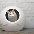 猫との生活を快適にする『ペット家電』3選　便利な活用法から選ぶとき…