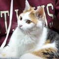 人見知りな三毛猫が…友達が遊びにやってくると→飼い主さんも大嫉妬な…