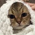 爪切りが嫌で『抵抗するネコ』→毛布で包んでみると……「可愛すぎるｗ」…