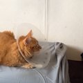 引退したボス猫、３年ぶりに『恩人』と再会した結果…涙せずにはいられない…