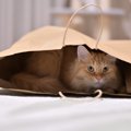猫を『不幸にさせる』飼い主の特徴5つ　決して他人事ではない？すぐに見直…