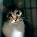 猫への『虐待』につながる飼い主のNG行為5選　実際に法律違反になる場…