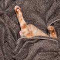 『猫が可愛い寝相で爆睡している』と思い顔を覗いてみたら…完全に想定…