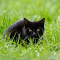 猫にも人にも危険な『重症熱性血小板減少症候群（SFTS）』症状や予防…