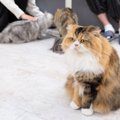 『猫カフェ』に行くなら知っておくべきNG行為5つ　身だしなみの注意点や守…