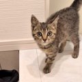 犬の散歩中にふらふらと歩く子猫と出会った結果…家に帰ると？→まさか…
