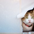 猫が『障子』を破ってしまう３つの理由と予防策