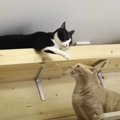 短足VS足長VS無差別級…可愛さ無制限な猫パンチバトル！