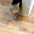 ご飯の時間になっても姿を見せない愛猫→心配して名前を呼ぶと、かすかに返…