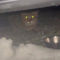 『大雪の日』助けを求めるように現れた『大きな野良猫』→家の中に入れ…