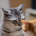 猫同士が『急に不仲になった』ときに考えられる理由4つ　関係修復のコツや…
