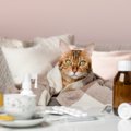 自己判断で与えないで！猫の命を奪う、危険な「人用の市販薬」5選