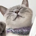 抱っこされる『甘えん坊猫』→おててを伸ばしてきて…可愛すぎる『まさかの…