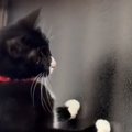 猫が『窓の外にいるヤモリ』を捕まえようとした結果…まさかの『動き』に20…
