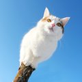 愛猫が旅立って毎日が辛い…立ち直るにはどうしたらいい？