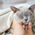 猫が『まばたき』をしているときのキモチ4選　パチパチの早さで意味が…