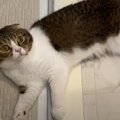 『お出かけ反対！』アピールが可愛い猫さん♡