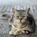 猫を不快にさせる飼い主の行動５つ！嫌がっているサインを見逃さない…