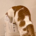 米不足解消のために？……お米の袋を前に猫が見せた『可愛すぎる行動』…