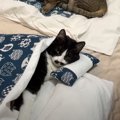 3匹の猫に『猫用お布団』をプレゼントしてから１年後…思わず笑ってし…