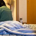 いつも寝ている部屋に『お客さん』が泊まっていたら、猫は…まさかの『…
