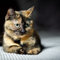 『べっこう猫』って知ってる？被毛の特徴や性格をご紹介　「サビ猫」…