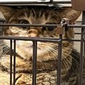 トイレをしている猫→『姿勢』を見てみると…あまりにも珍しい『まさかのス…