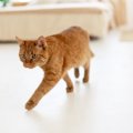 猫が『飼い主を探している』ときにみせる行動4選　鳴き声の変化や考え…