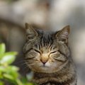 猫が『目を細める』ときに隠された心理3つ　愛情表現の証？上手な接し方とは