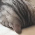 ベッドで気持ちよさそうに昼寝をしていた猫→100点満点な『姿勢』に「まさ…