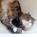 ３匹の猫が暮らす家→暑さが厳しい日に１匹がくつろいでいた『まさかの場所…