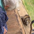 大好きなおばあちゃんが出かけようとすると、猫が…『幸せ溢れるやり取りの…