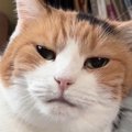 朝、目が覚めると『隣にいた甘えん坊の三毛猫』→飼い主が手を近づけた…