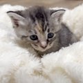 赤ちゃん猫を保護して２日目…あまりにも『天使すぎる光景』が46万再生…